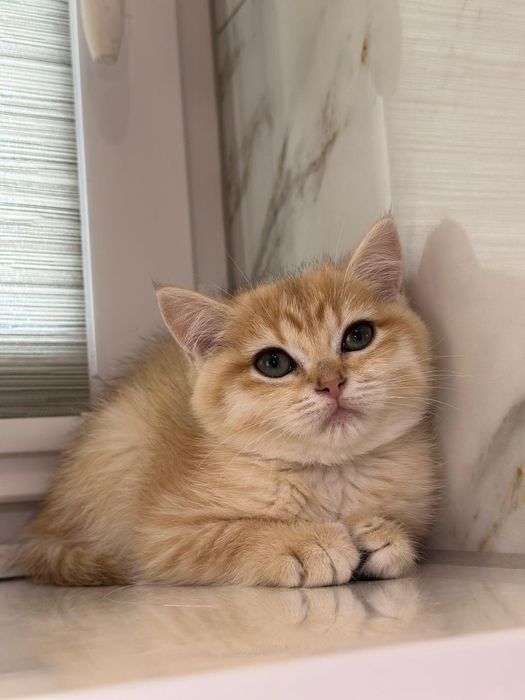 Британські кошенята