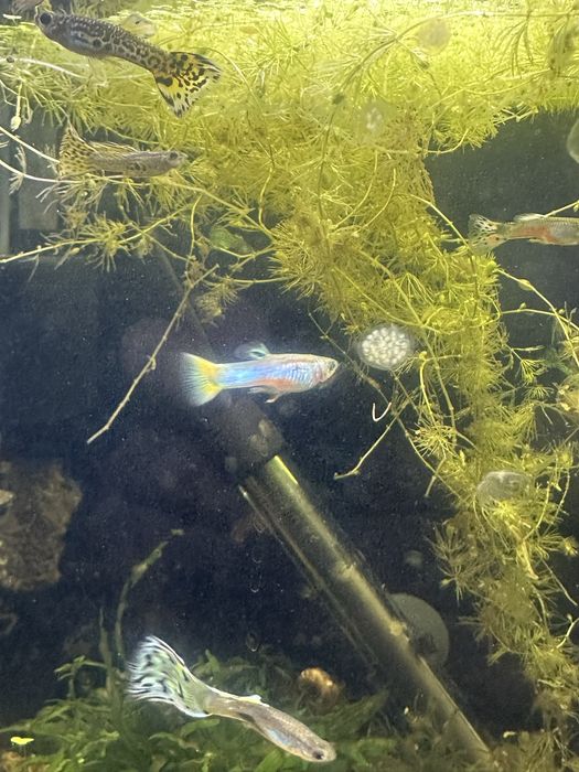 Guppy endler cobra Machos varias cores