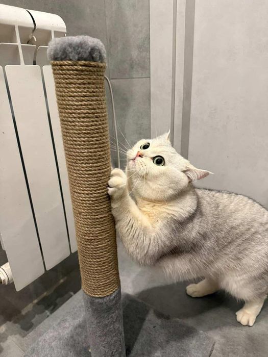 Когтеточка дряпка