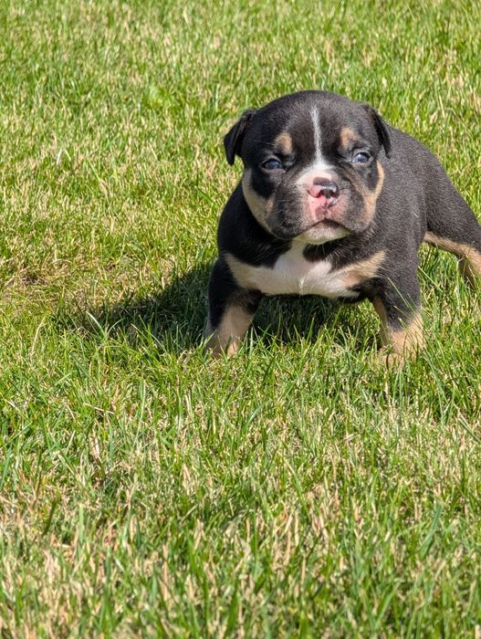 American bully pocket