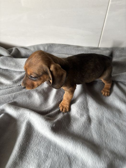 Teckel  miniatura pelo curto