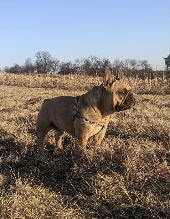 В'язка Французький Бульдог