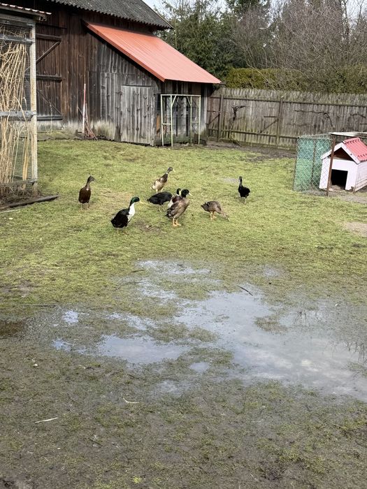 Kaczki biegusy 6 tygodni