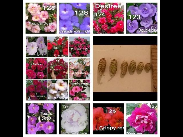 Перчатки нитриловые  ахименесы