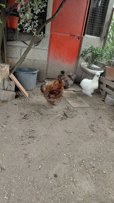 Galo sedosa do Japão
