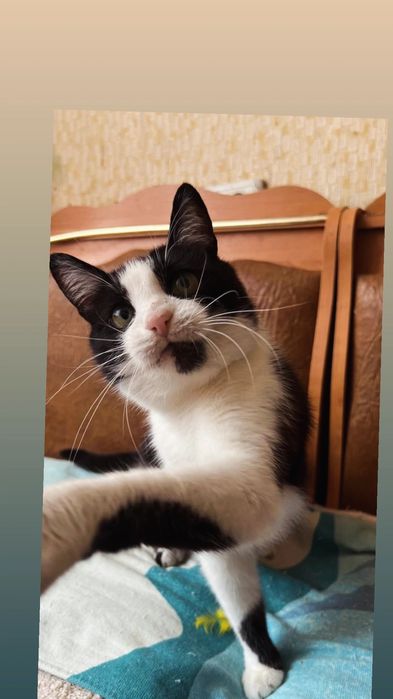 Отдам черно-белую кошку,  стерилизована, 4 года