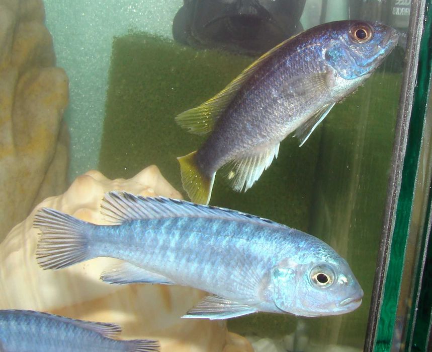 Pyszczak socolofi Pseudotropheus socolofi