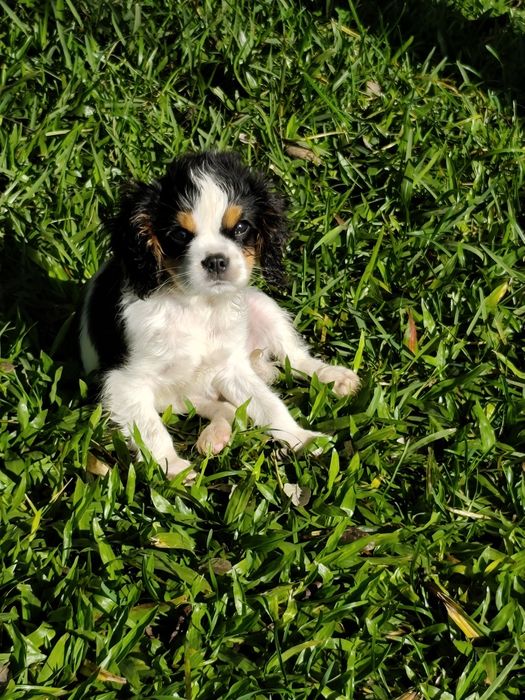Cavalier King Charles Macho