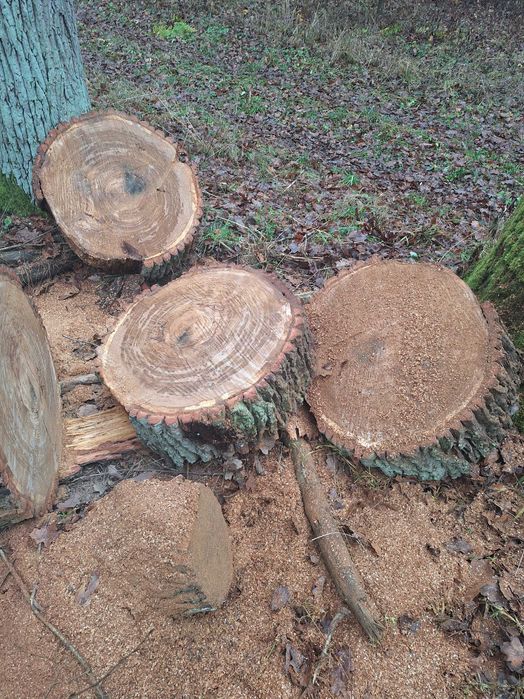 plastry dębowe, dąb, lite drewno