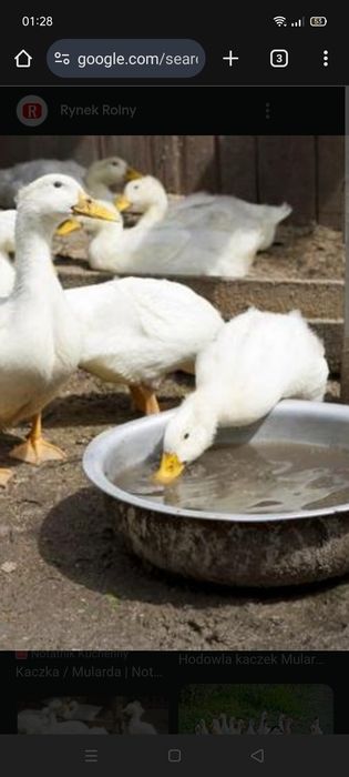 Sprzedam kaczki młode z tego roku