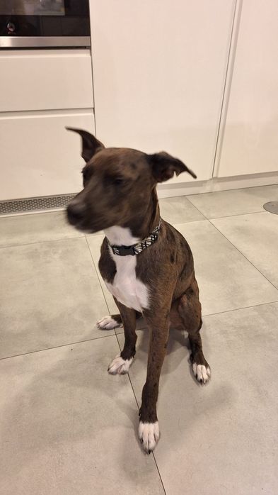 Macho 9 meses esterilizado para adopção