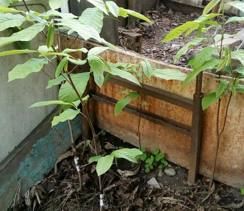 Садженцi Азiмiни Самоплодной та черенки Азимiни