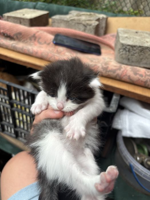 Котики 3 тижні маленькі