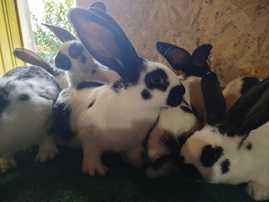 Coelhos cruzados gigantes borboleta