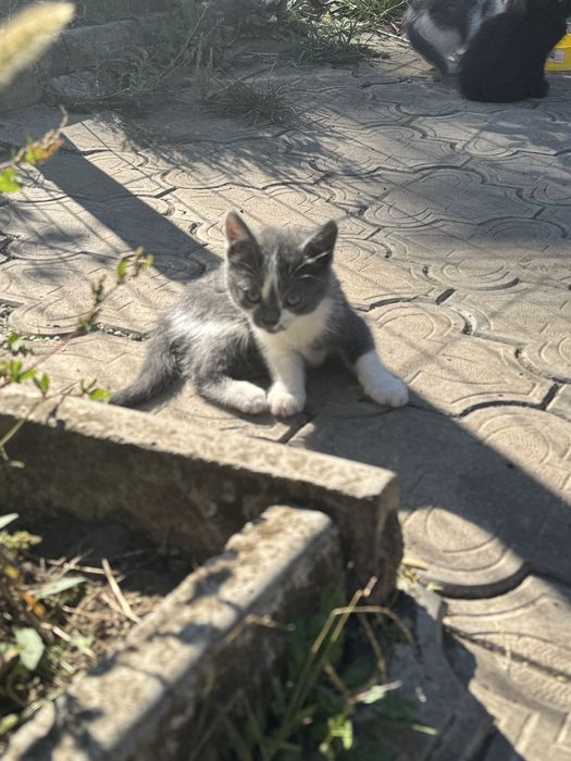 Віддамо кицинят в добрі руки