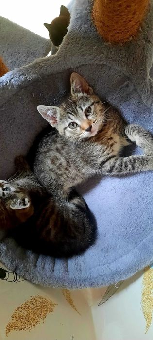 Kotki do adopcji