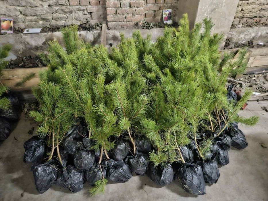 Саджанці Сосни Кримської