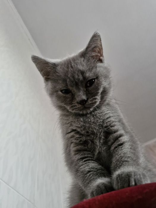 Шотландське прямовухе кошеня