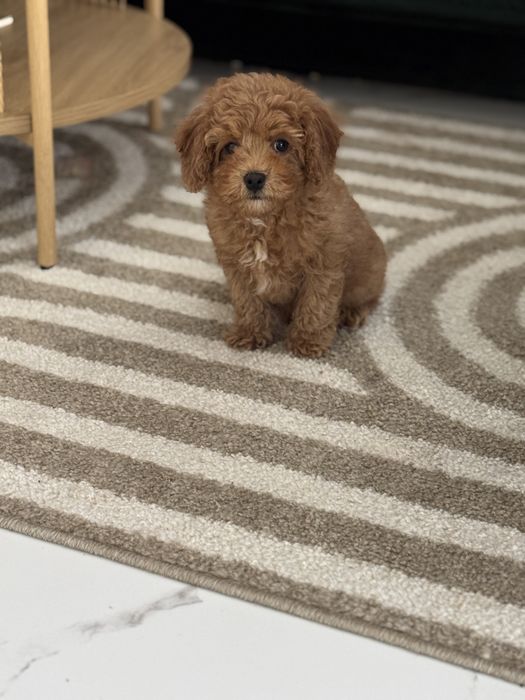 Cavapoo piesek