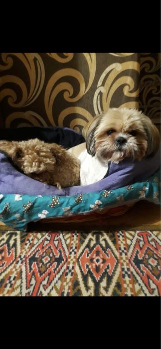 Цуценнята шитцу хлопчик та дівчатка