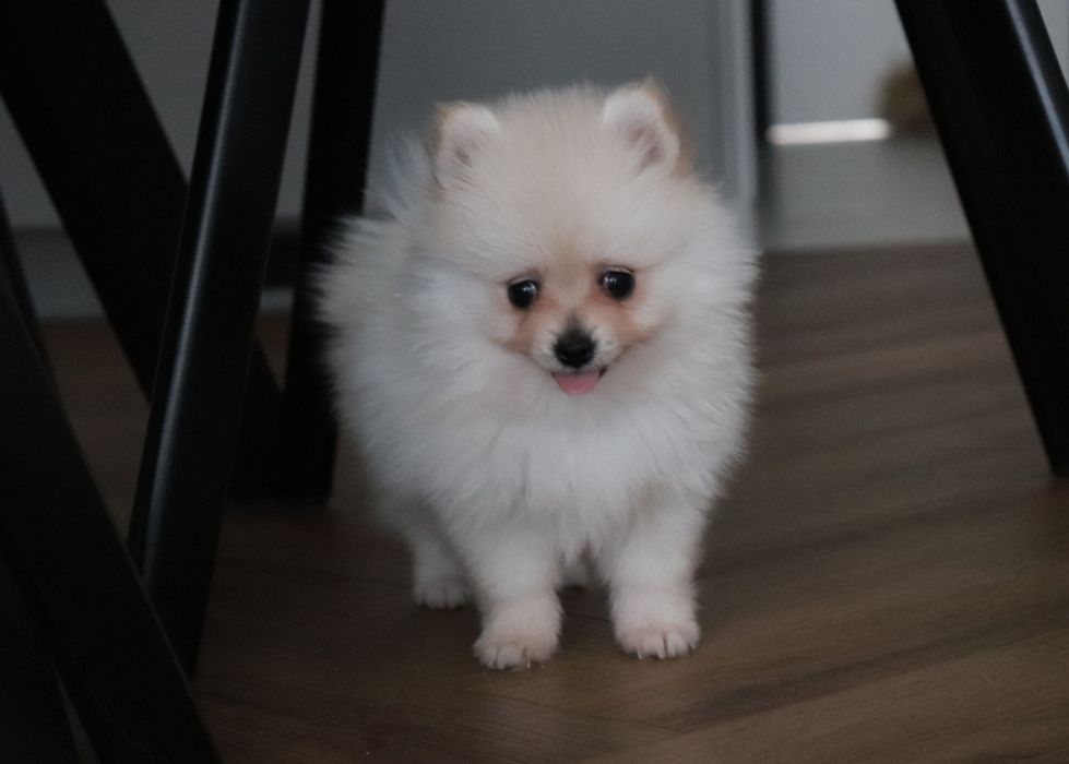 Pomeranian, szpic miniaturowy, rodowód