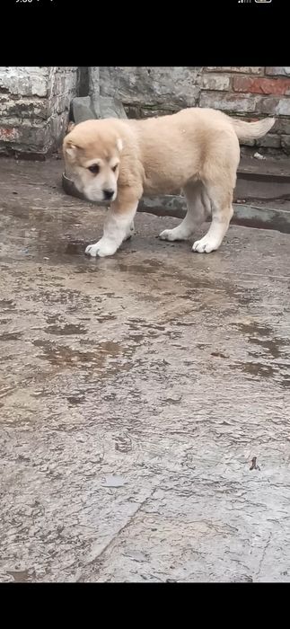 Середньоазіатськая вівчарка, аоабай ,цуценята САО