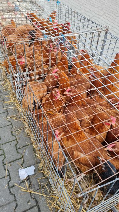 Kury Nioski kurki kurczaki kurczęta kolorowe.Sprzedaż kur niosek ROSA