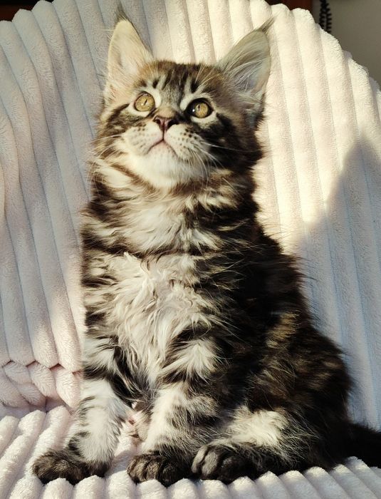 Мейн-кун хлопчик