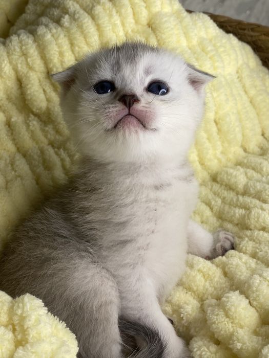 Серебристая шиншилла