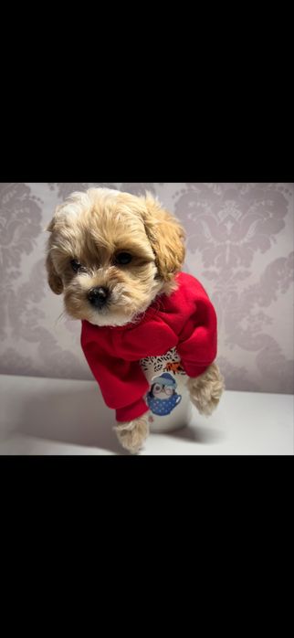 Мальтіпу мальтипу