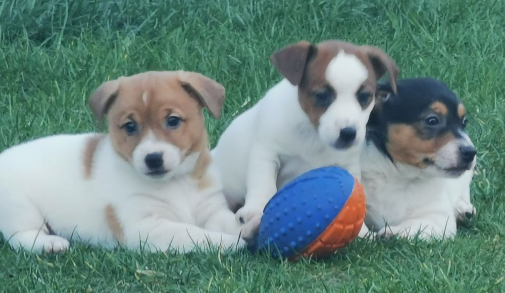 Jack russell Terrier piesek