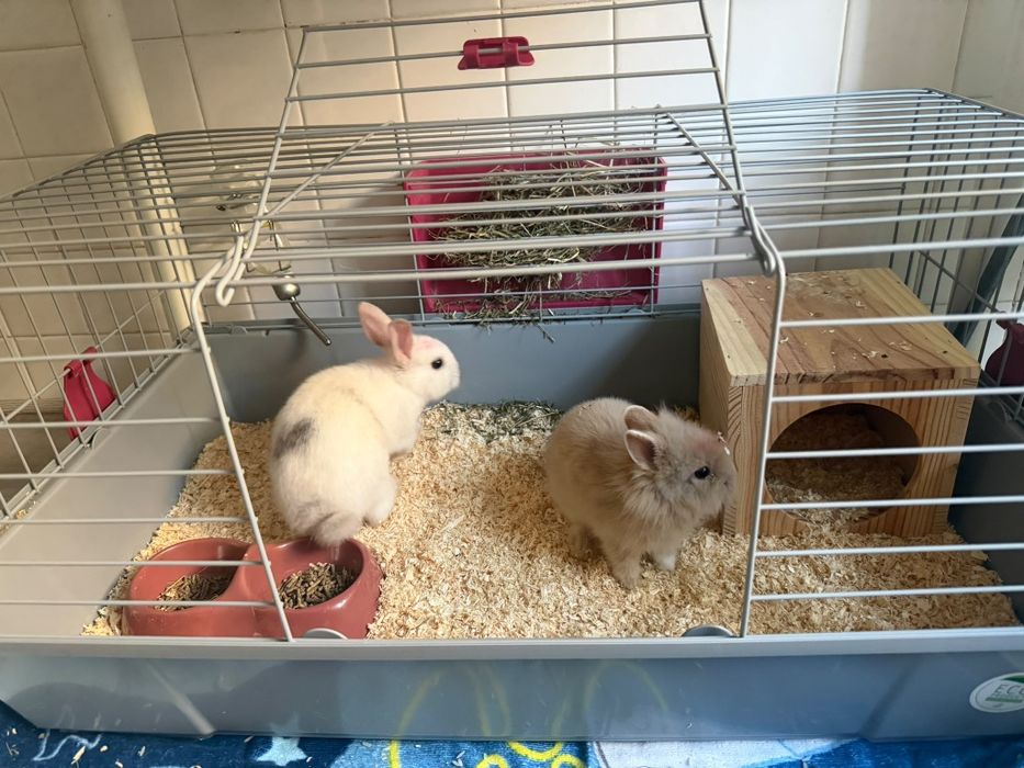 Vende-se dois coelhos machos filhotes