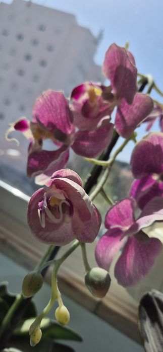 Plastic Orchids - Decoration428675786552780801