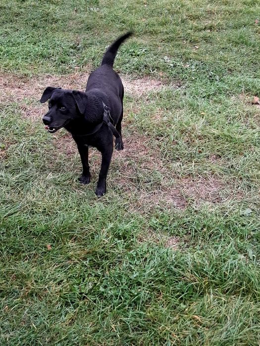 Szukam wspaniałego, kochającego domu dla 9-letniego labradora