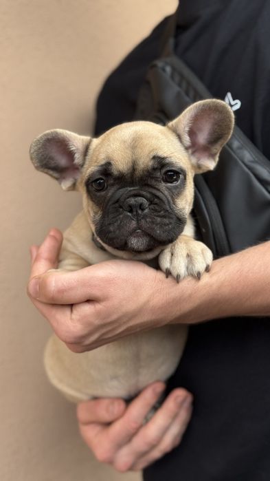 Французький бульдог