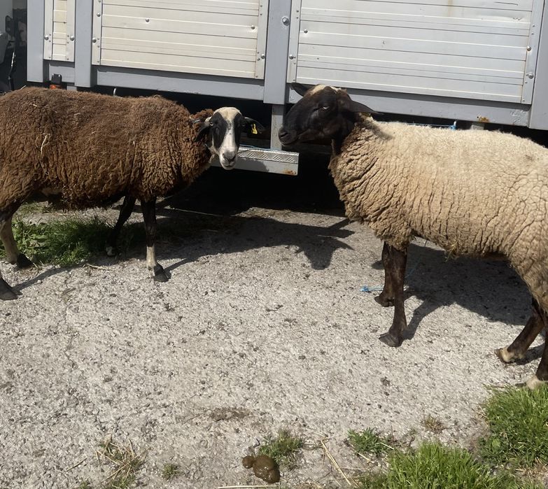 2 ovelhas cx de lacaune prenhas b4