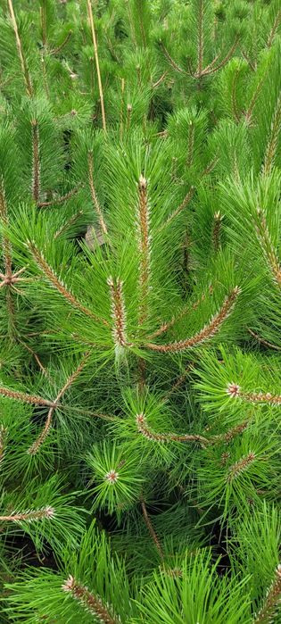 Sosna żółta 100-500 cm  Pinus Nigra austriacka czarna