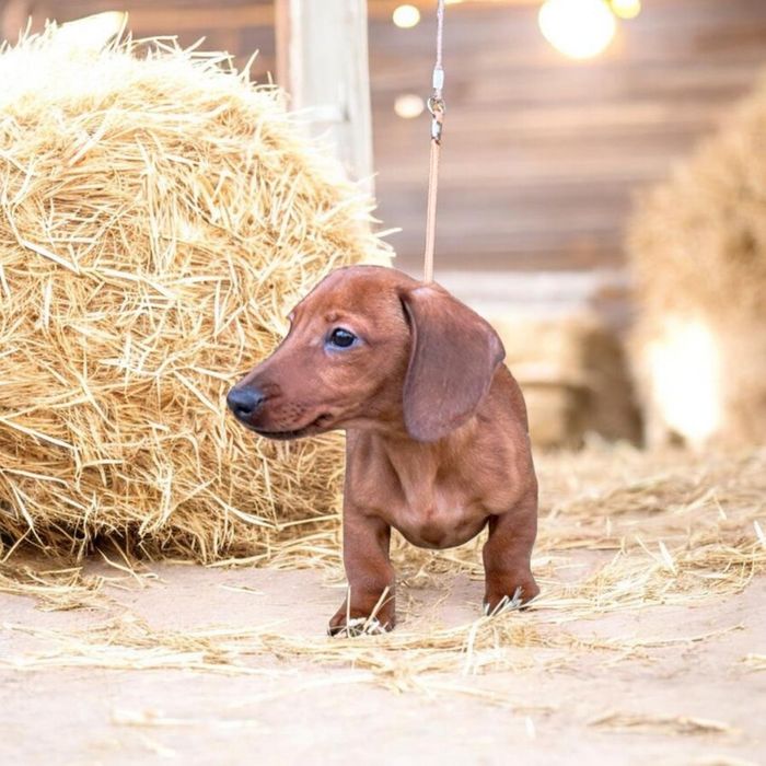 Рудий кріль,принц крові