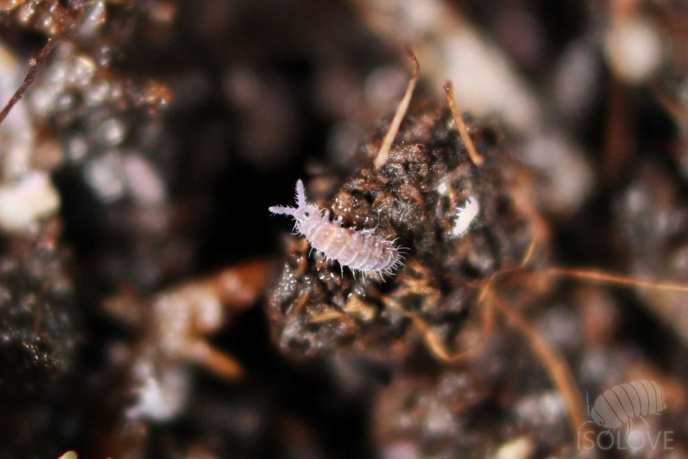 Ceratophysella isabellae "lilac", piękne skoczogonki ekipa sprzątająca