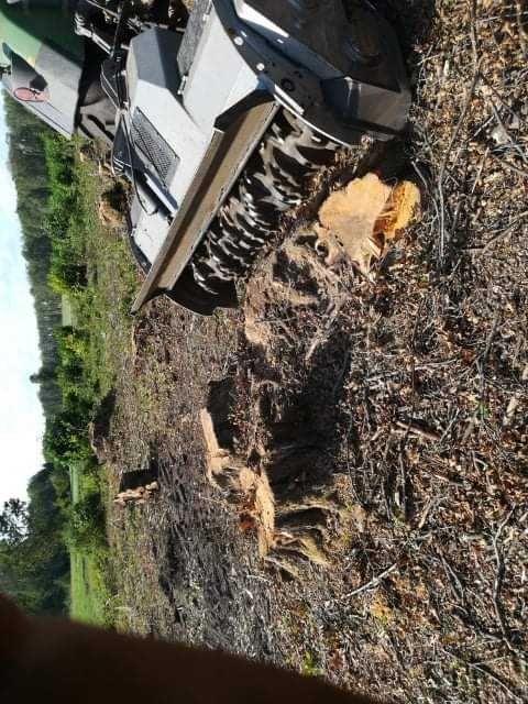 wycinka drzew,lasów/rekultywacja/głęboko/rębak/frezowanie/karczowanie