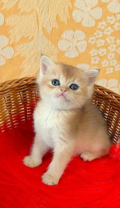 Шотландские котята (ЗОЛОТАЯ ШИНШИЛЛА)