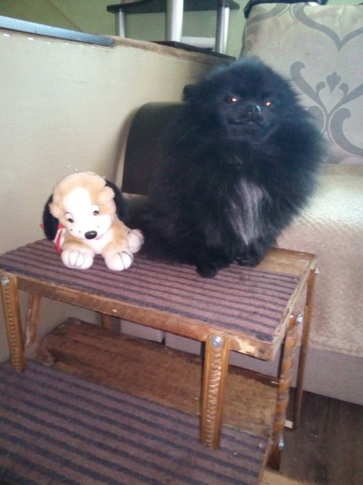 Шпиц медвежонок ищет девочку для вязки.