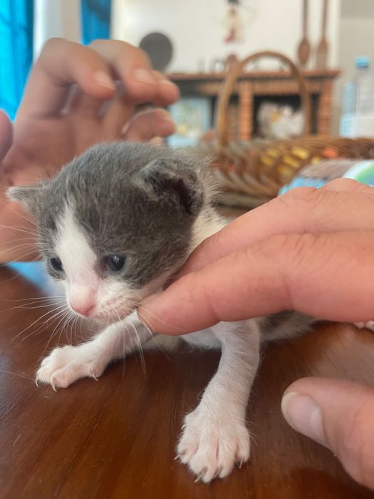 Gatinhos disponíveis