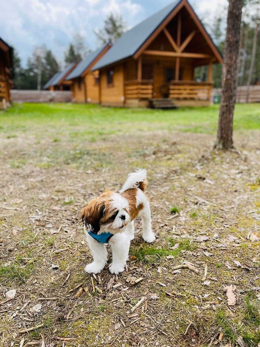 Domki Leśne Dziady Borsk z jacuzzi i sauną