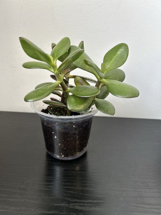 Грошове дерево , красула