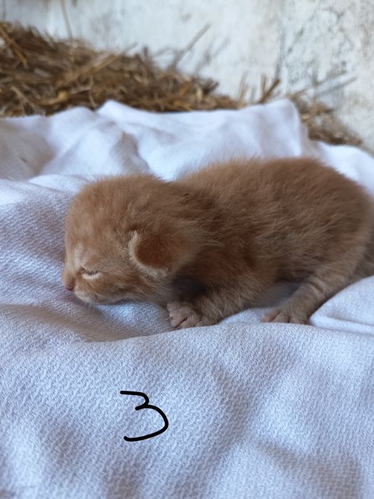 Doação de gatinhos