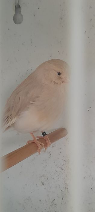 Casais de canario gloster