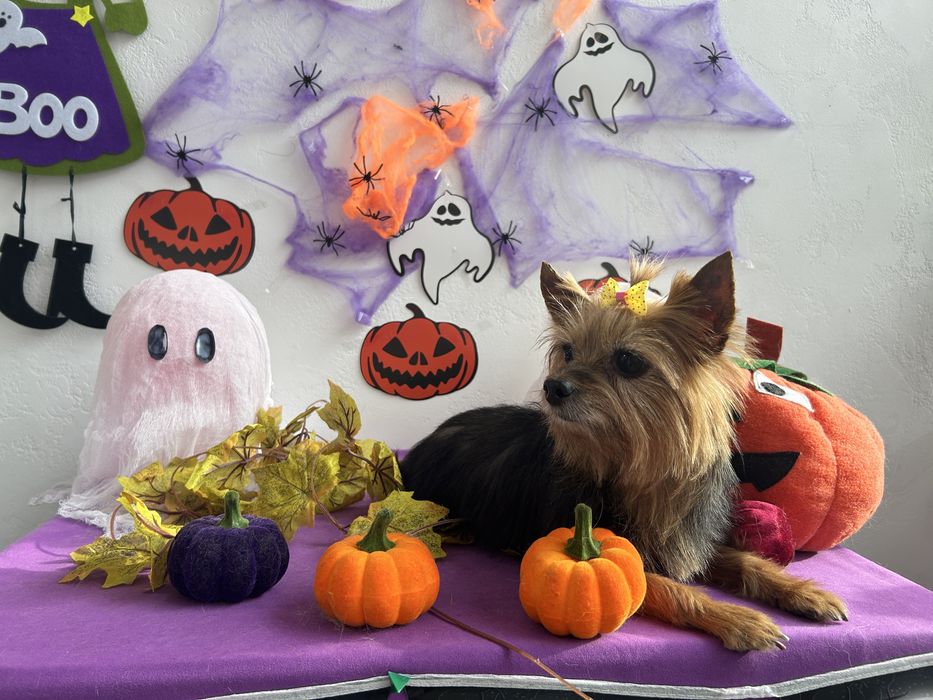 Груминг, стрижка собак, экспресс линька собак и котов