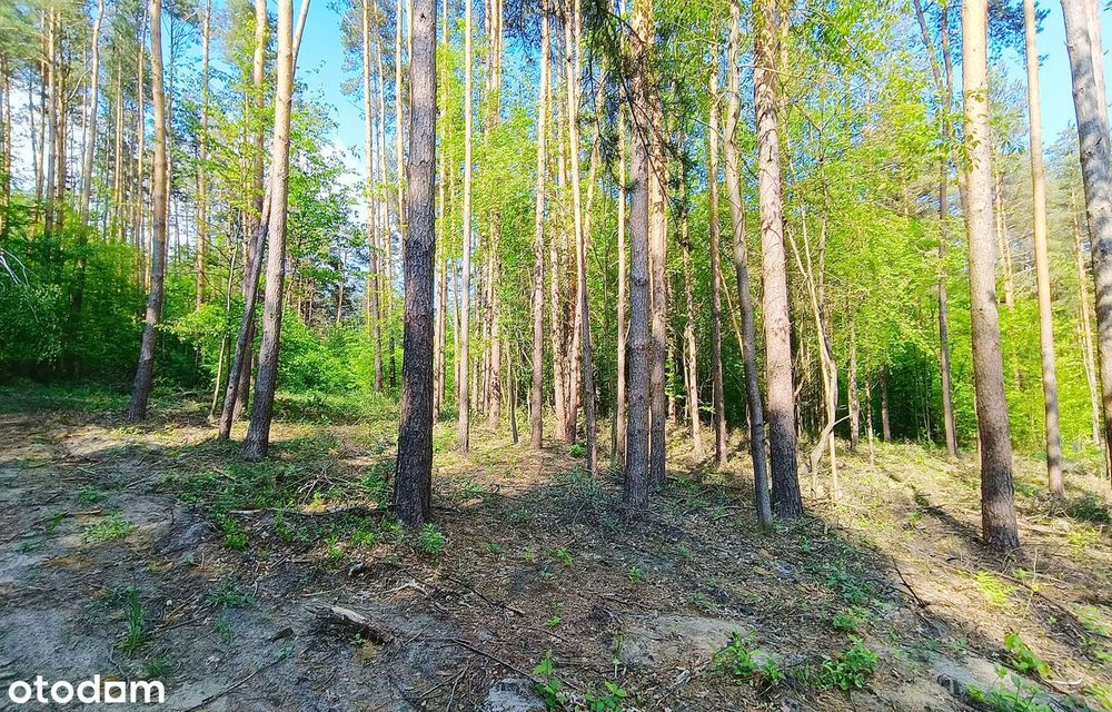 Działki budowlane wśród sosen | Grabnik k/Krasnobrodu | Roztocze