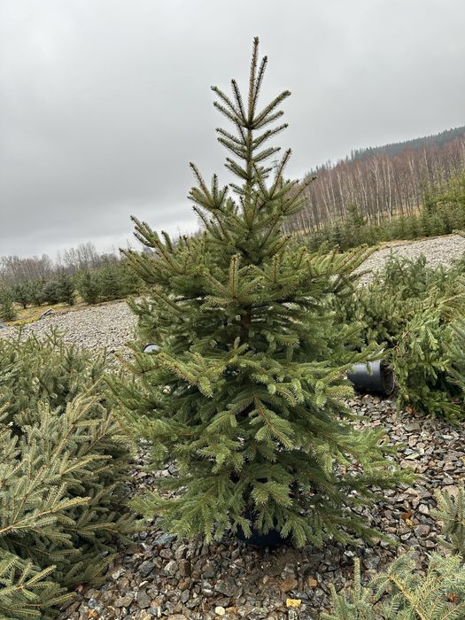 Świerk srebrny ogrodzenie żywopłot transport sadzenie